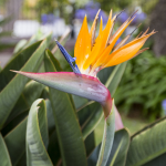 BIRD OF PARADISE #7