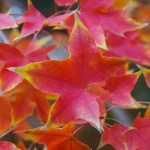 MAPLE SHANTUNG FIREDRAGON #30
