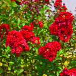 CREPE MYRTLE SCARLET #30