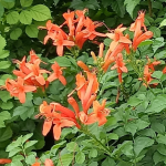 HONEYSUCKLE CAPE #3