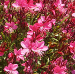 GAURA PINK #1