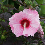 HIBISCUS MALLOW #3