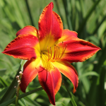 DAYLILY #3