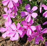 PHLOX #2 #3