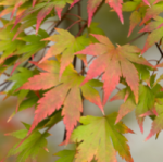 MAPLE JAPANESE GREEN #30