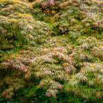 MAPLE JAPANESE LACE LEAF #35