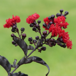 CREPE MYRTLE DARK LEAF #7