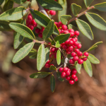 PISTACHE MASTIC #15