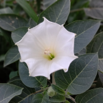 DATURA #1