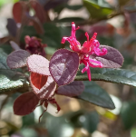 LOROPETALUM ZHUZHOU #15