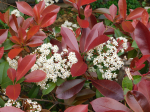 PHOTINIA #7