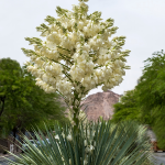 YUCCA ROSTRATA WITH TRUNK #15