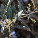 OLIVE FRUITLESS #5