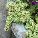 SUCCULENT ICEPLANT BASKET 10"