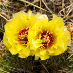 CACTUS OPUNTIA WALK IN BEAUTY #5