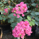 CREPE MYRTLE TUSCARORA #45