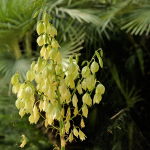 YUCCA PENDULA #5