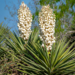 YUCCA SPANISH DAGGER #15