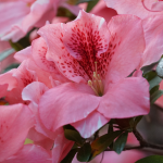 AZALEA ENCORE PINK #3