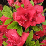 AZALEA ENCORE RED #3