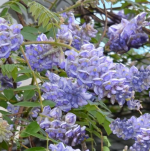 WISTERIA #7