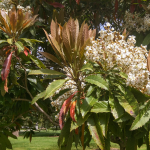 LOQUAT COPPERTONE PATIO TREE #5