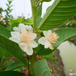 FRUIT GUAVA #3 #5