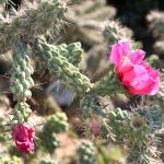 CACTUS OPUNTIA CHOLLA #7