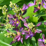 WISTERIA EVERGREEN #3 #5