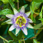 PASSION VINE CIVANO #5