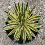 AGAVE SCHIDIGERA ROYAL FLUSH #3