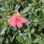 AZALEA PINK #3