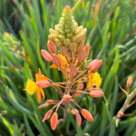 BULBINE ORANGE #1