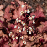 HEUCHERA CORAL BELL #1