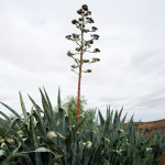 AGAVE AMERICANA #5