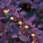 BARBERRY CRIMSON PYGMY #5