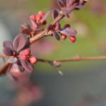 BARBERRY ROSEGLOW #5