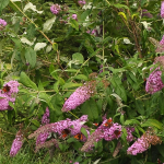 BUTTERFLY BUSH PINK #3