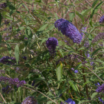 BUTTERFLY BUSH BLUE #3