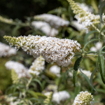 BUTTERFLY BUSH WHITE #3