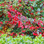 COTONEASTER #3