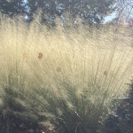 GRASS MUHLY WHITE CLOUD #3