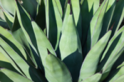 AGAVE PARRYI #7