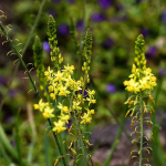 BULBINE YELLOW #1