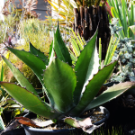 AGAVE GREEN #3