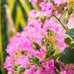 CREPE MYRTLE STANDARD #30