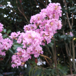 CREPE MYRTLE SIOUX #30