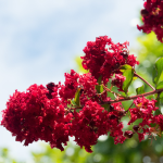 CREPE MYRTLE DYNAMITE #30