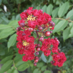 CREPE MYRTLE RED ROCKET #30