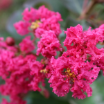 CREPE MYRTLE PINK VELOUR #30